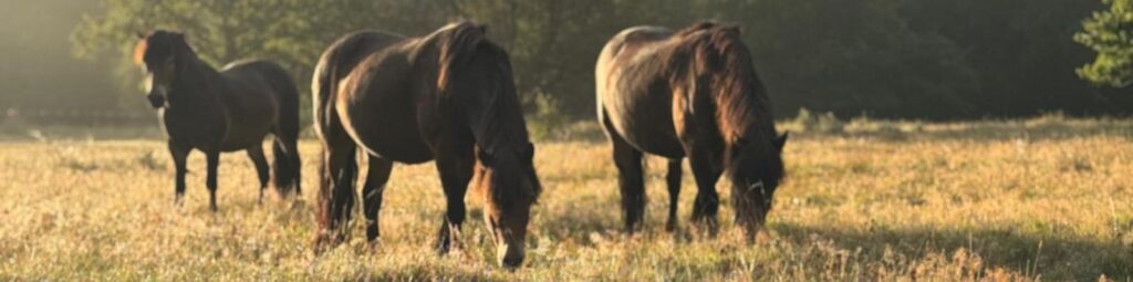 Drei braune Pferde auf einer Wiese im Abendlicht, zwei Pferde fressen Gras mit gesenkten Köpfen im Vordergrund