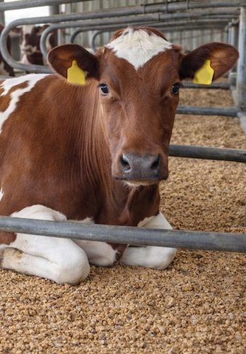 Liegende Kuh in ihrem Gehege auf Stroh Pellets mit zwei Ohrmarken