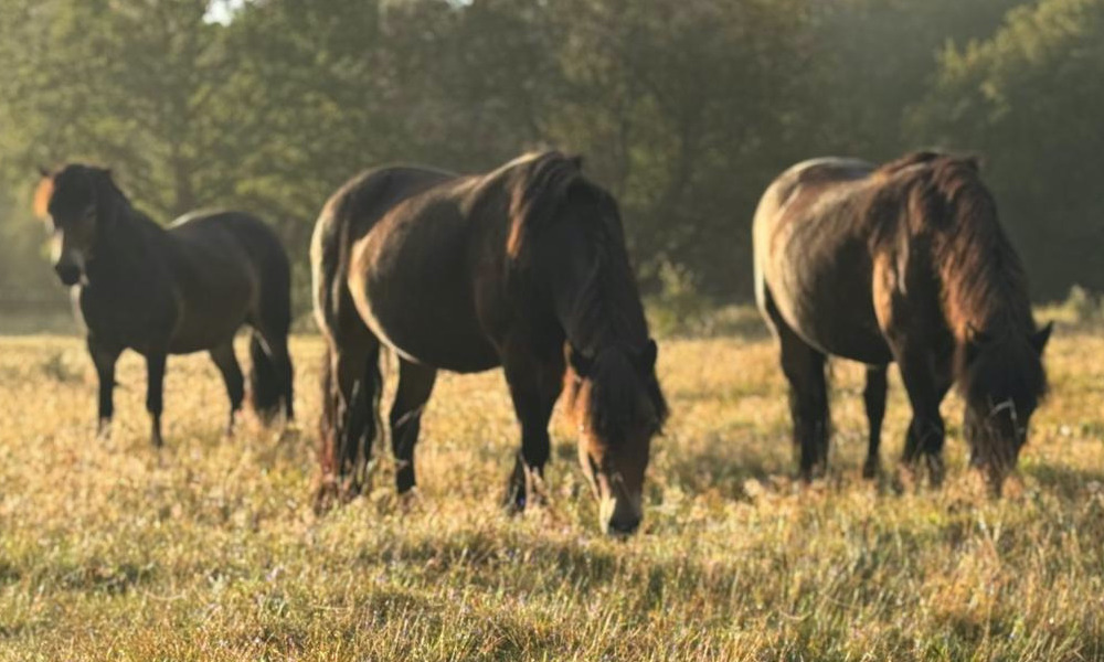Braune Pferde auf einer Wiese im Abendlicht