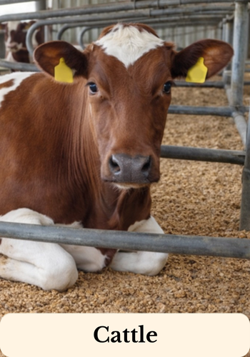 Brown and white cow laying on straw pellets in a stable