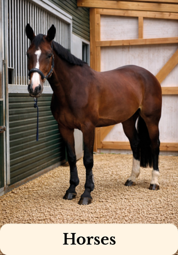 Brown horse in a stable on straw pellets