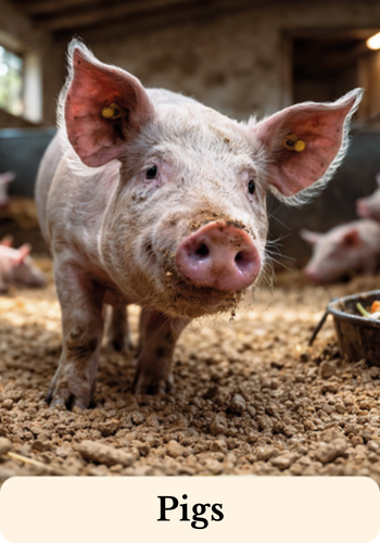 Pig in a stable on straw pellets