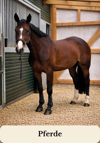 Braunes Pferd auf Strohpellets vor einem Stall