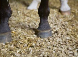 Hufe eines Pferdes auf Strohpellets in Nahaufnahme